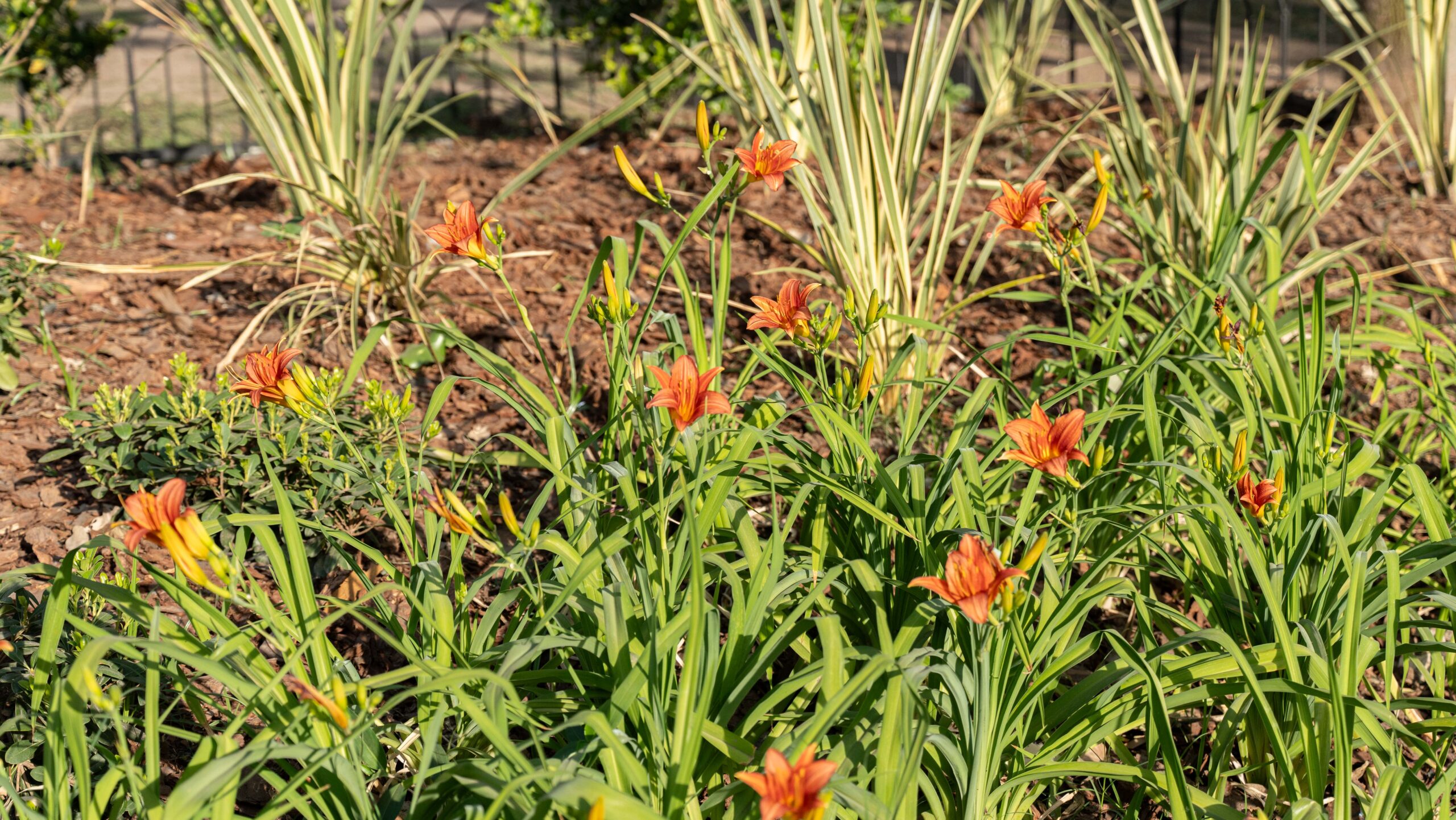 Descripción de la imagen 3